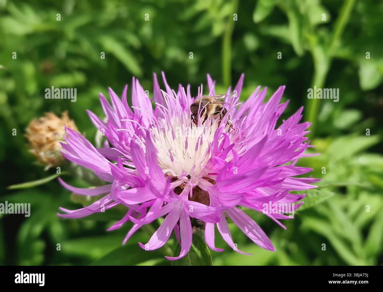 Gros plan d'abeilles animées sur le bleuet persan vibrant collectant du pollen. Fleur de Psephellus dealbatus avec pétales violets distinctifs et centre blanc STA Banque D'Images