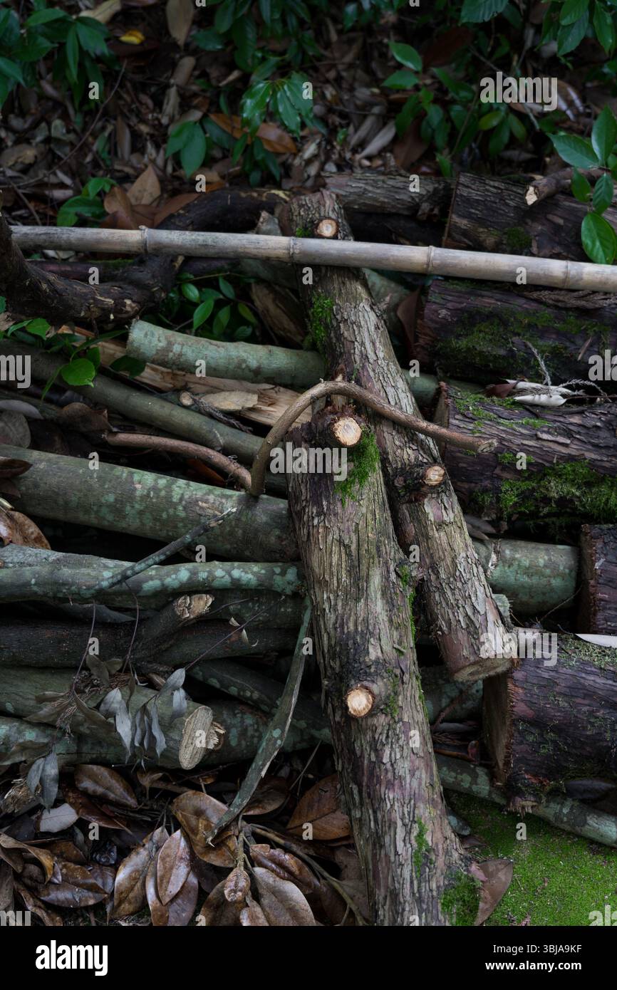 Couper les branches d'arbres en gros plan sur le bois de chauffage Banque D'Images
