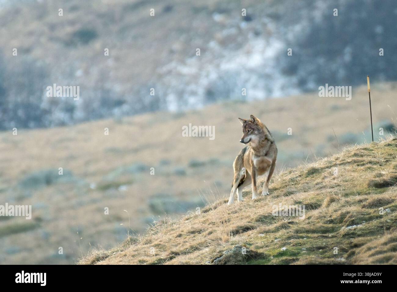 Loup sauvage italien (Canis lupus italicus) debout au sommet d'une pente de montagne et à la recherche de proies. Alpes. Décembre. (Rare). Banque D'Images