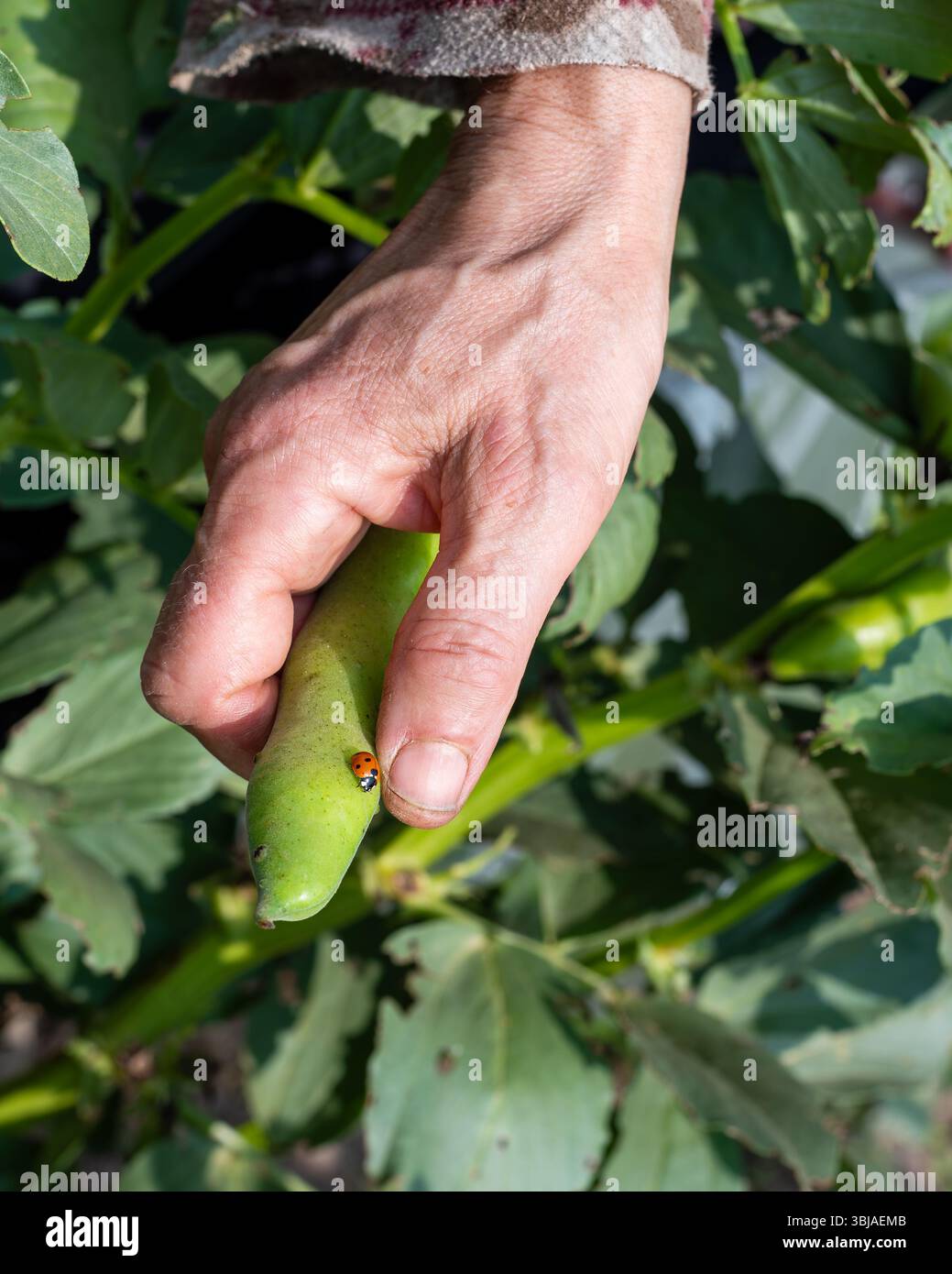 Gros plan d'une coccinelle sur la gousse de fèves cueillie par le fermier. Récolte de jardin et insectes au printemps. Agriculture traditionnelle. Banque D'Images