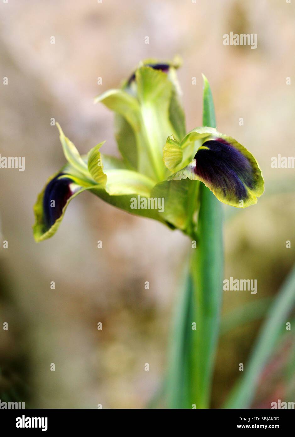Snake's Head, Snake's Head Iris, Widow Iris, Black Iris ou Velvet Flower-de-luce, iris tuberosa, Iridacées. Albanie, France, Grèce, Italie, Europe. Banque D'Images