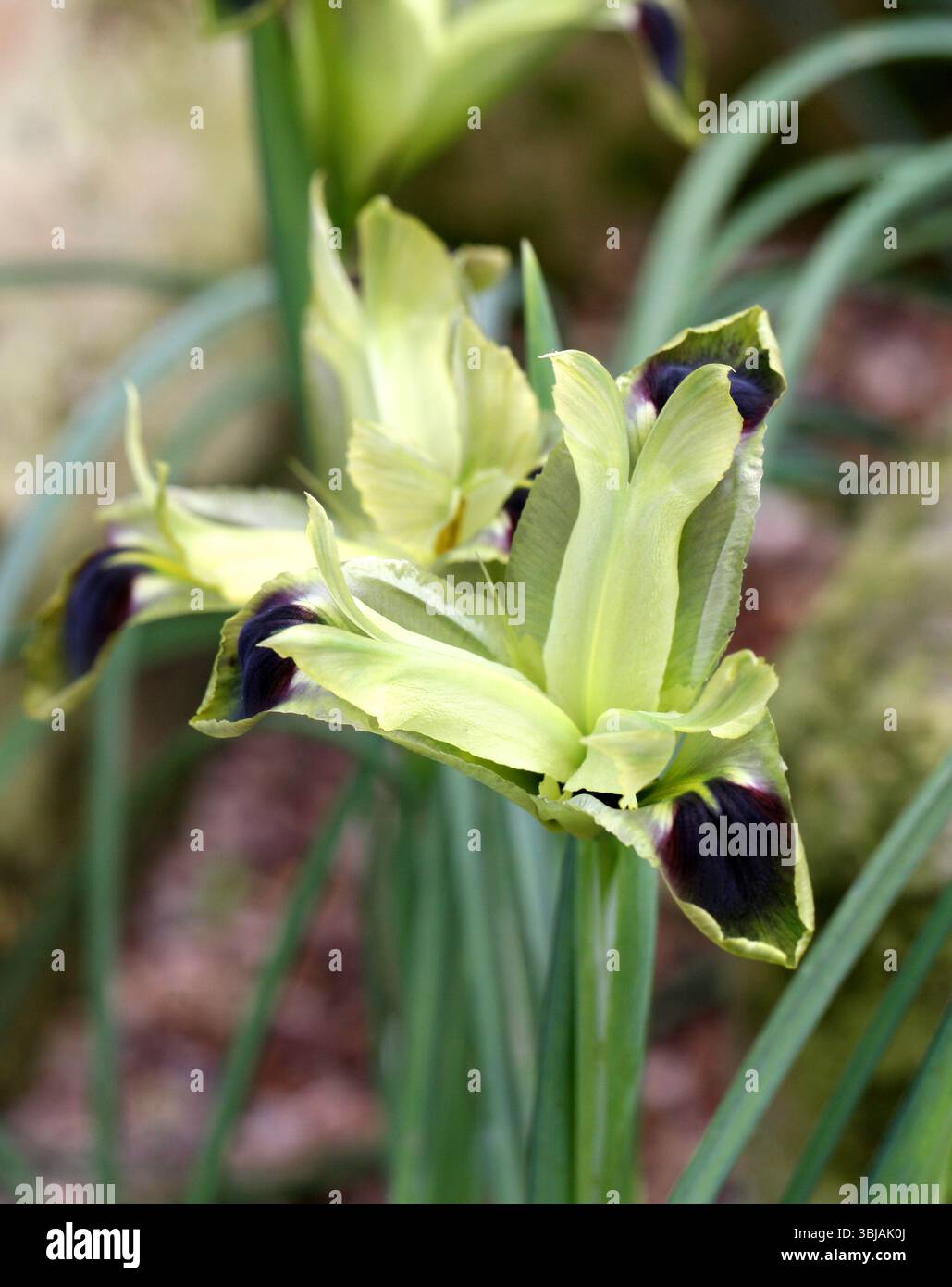 Snake's Head, Snake's Head Iris, Widow Iris, Black Iris ou Velvet Flower-de-luce, iris tuberosa, Iridacées. Albanie, France, Grèce, Italie, Europe. Banque D'Images
