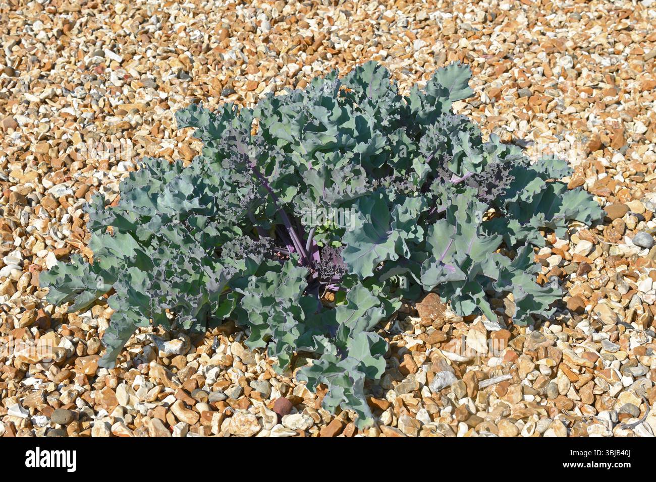 Feuillage bleu / vert de Crambe maritima / chou frisé de mer sur la plage de galets au Royaume-Uni mai Banque D'Images