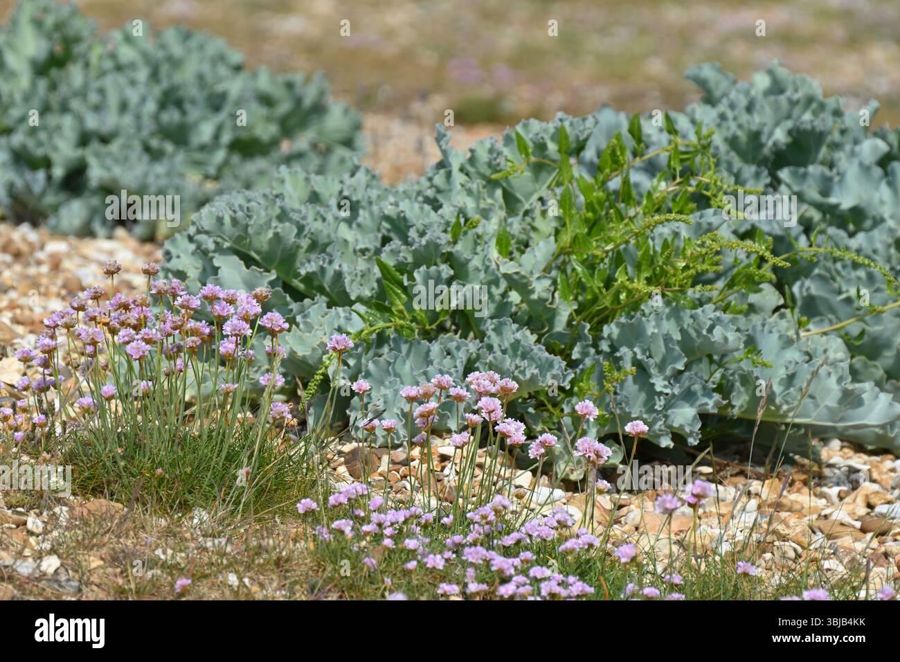 Feuillage bleu / vert de Crambe maritima / chou frisé de mer et fleurs roses de fleurs de thrift de mer ou Armeria maritima sur la plage de galets au Royaume-Uni mai Banque D'Images
