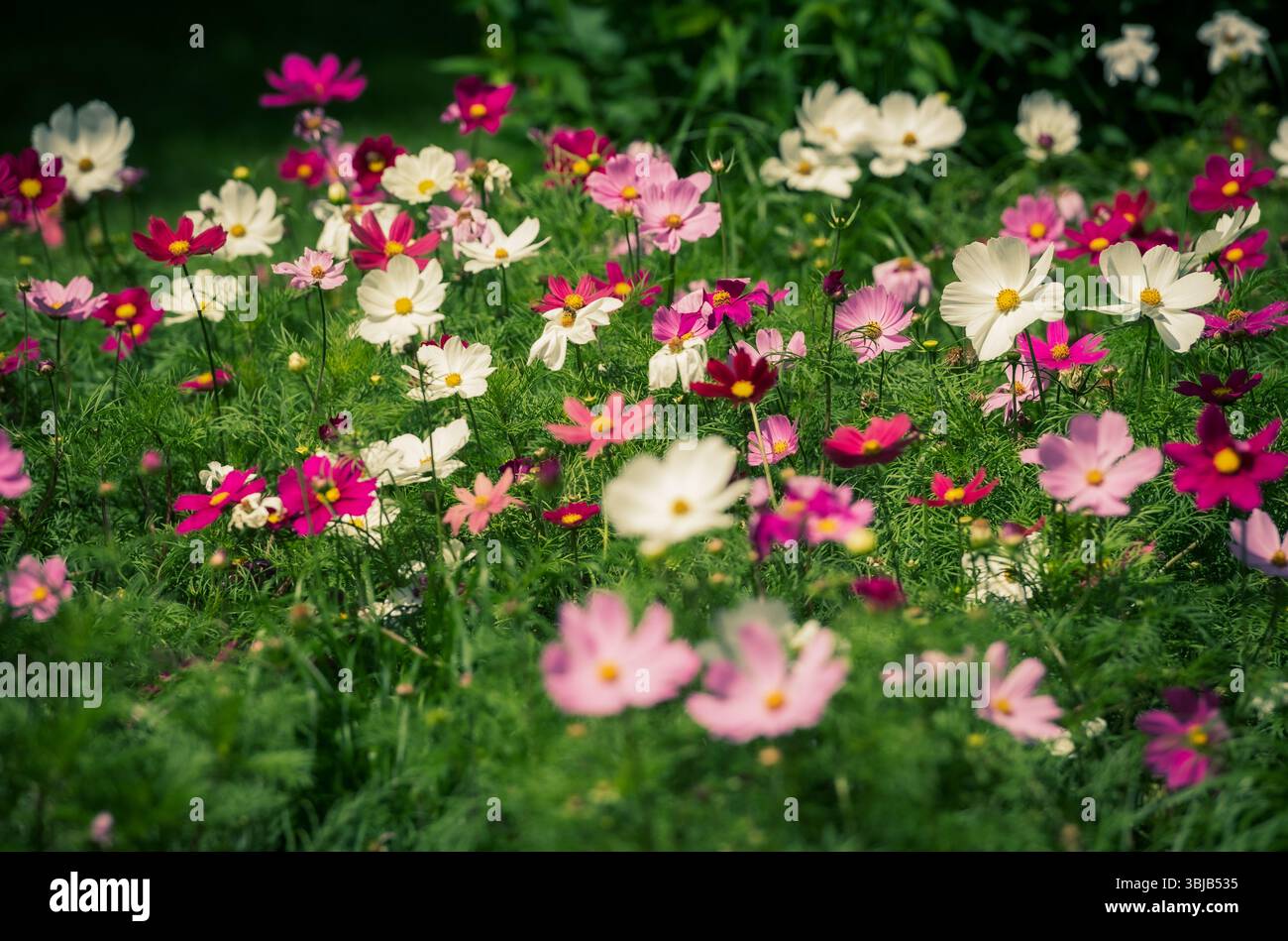 Pelouse verte avec une belle composition de fleurs cosmos, blanc, rose, fuchsia, violet Banque D'Images