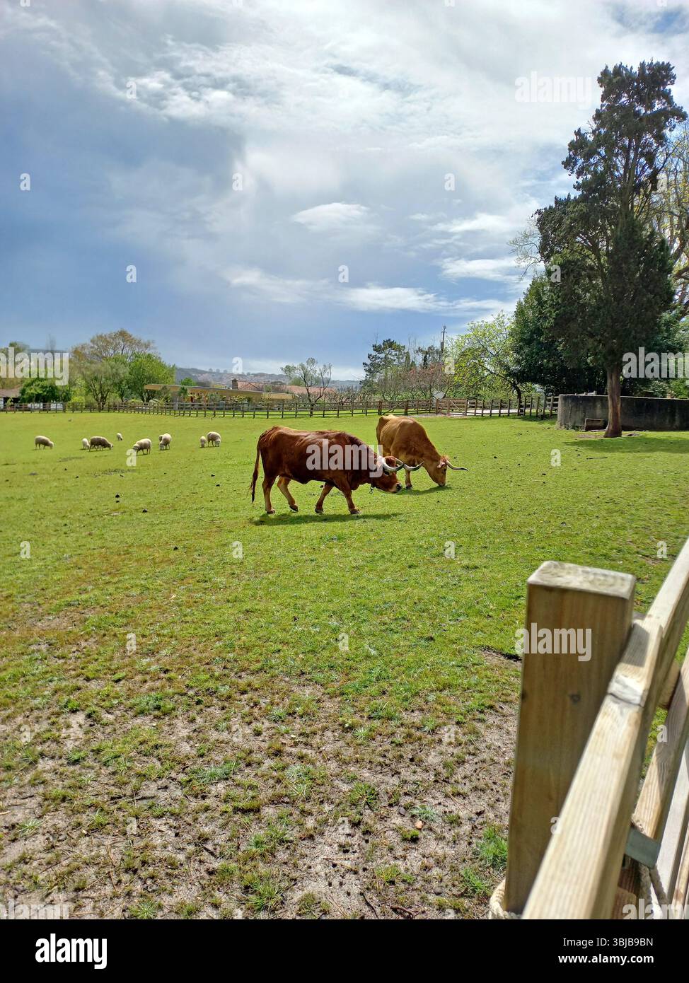 Scène de ferme rustique avec des vaches brunes à cornes et des moutons blancs broutant paisiblement sur un champ vert entouré d'arbres et de clôtures Banque D'Images