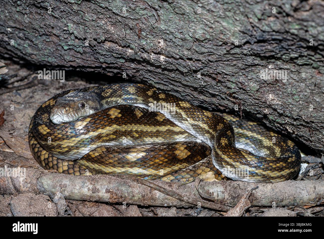 Wild Australian Scrub Python enroulé sous une bûche dans la forêt tropicale Banque D'Images
