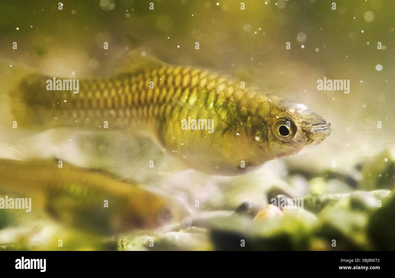 Femelle GuppY endler dans l'aquarium d'eau douce. Poecilia reticulata Banque D'Images