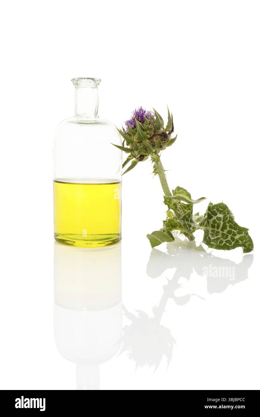 Extrait d'huile de chardon Marie dans un pot en verre avec fleur de chardon Marie isolé sur fond blanc. Plante médicinale de santé Banque D'Images