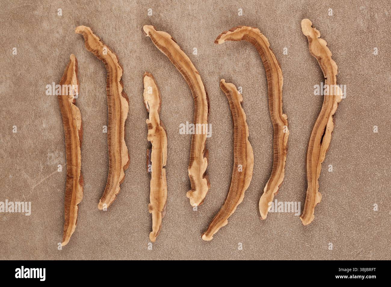Champignon reishi sec posé à plat. Ganoderma lingzhi, champignon médicinal Banque D'Images