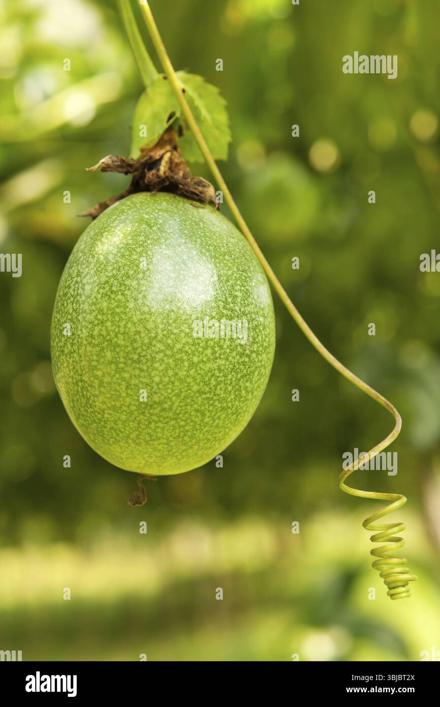 Fruit de la passion mûr accroché à l'arbre Banque D'Images