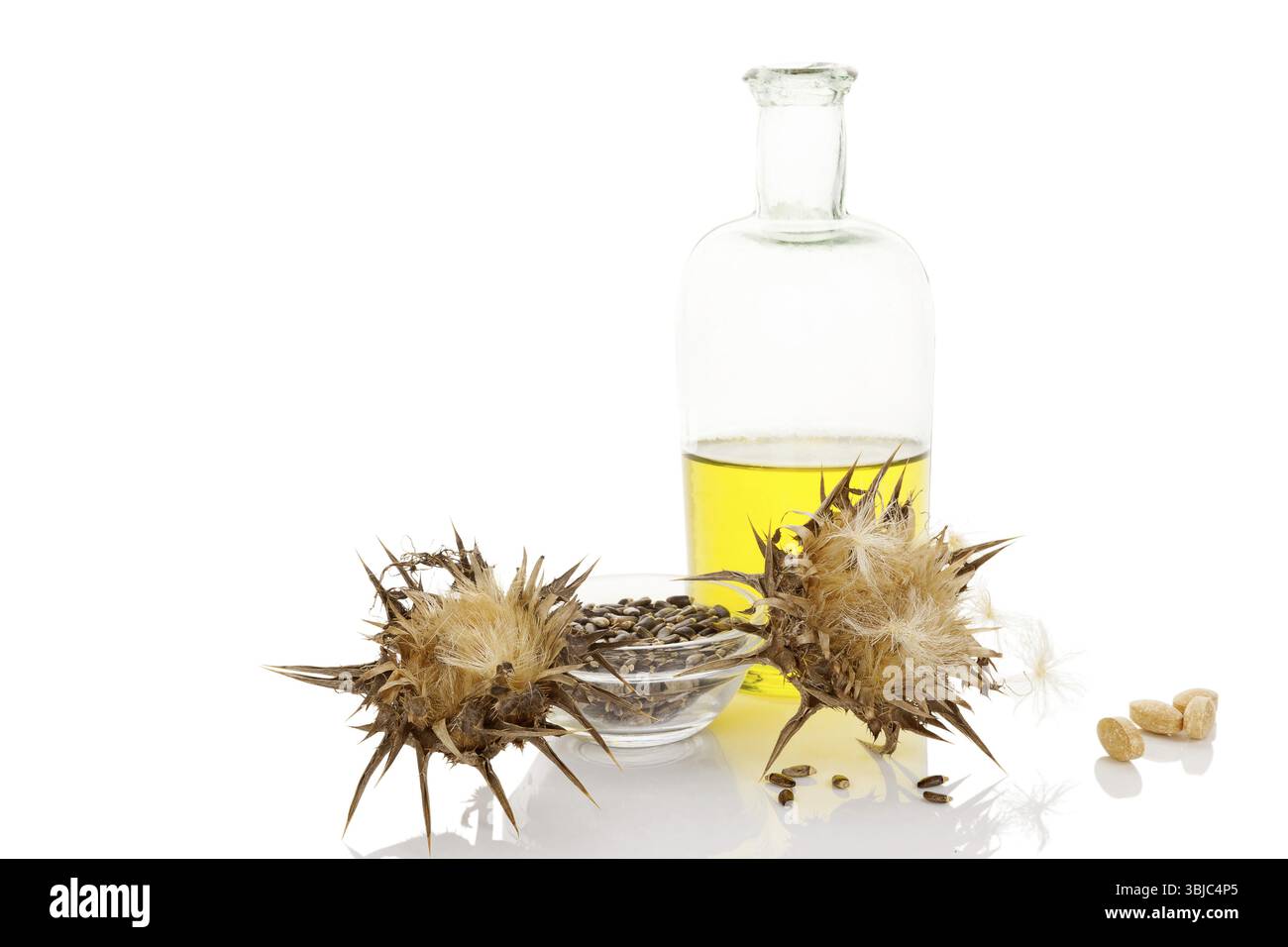 Fleurs séchées de chardon Marie avec des graines dans un bol en verre et extrait d'huile de chardon Marie dans un pot en verre isolé sur fond blanc Banque D'Images