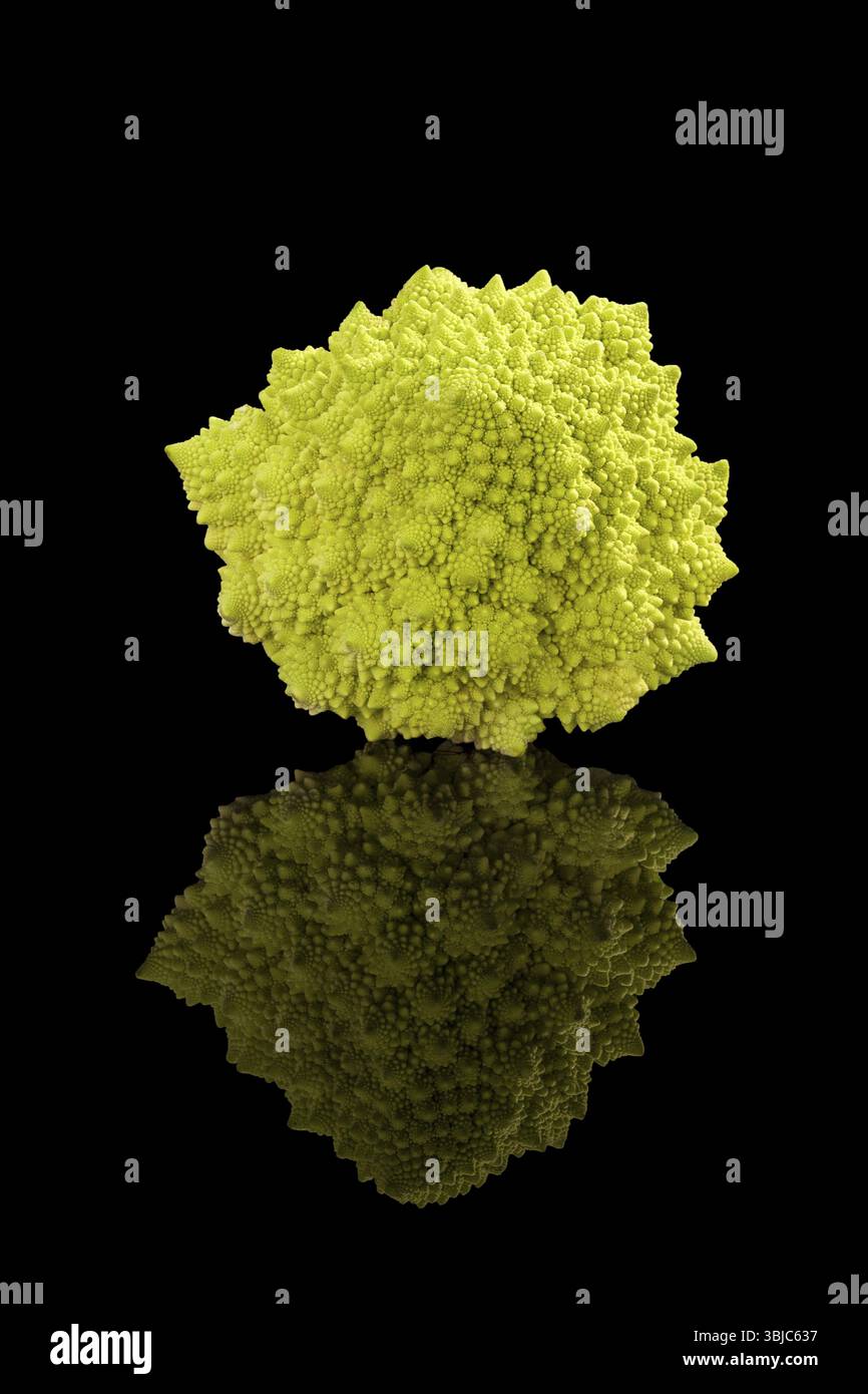 Brocoli Romanesco isolé sur fond noir. Manger des légumes sains Banque D'Images