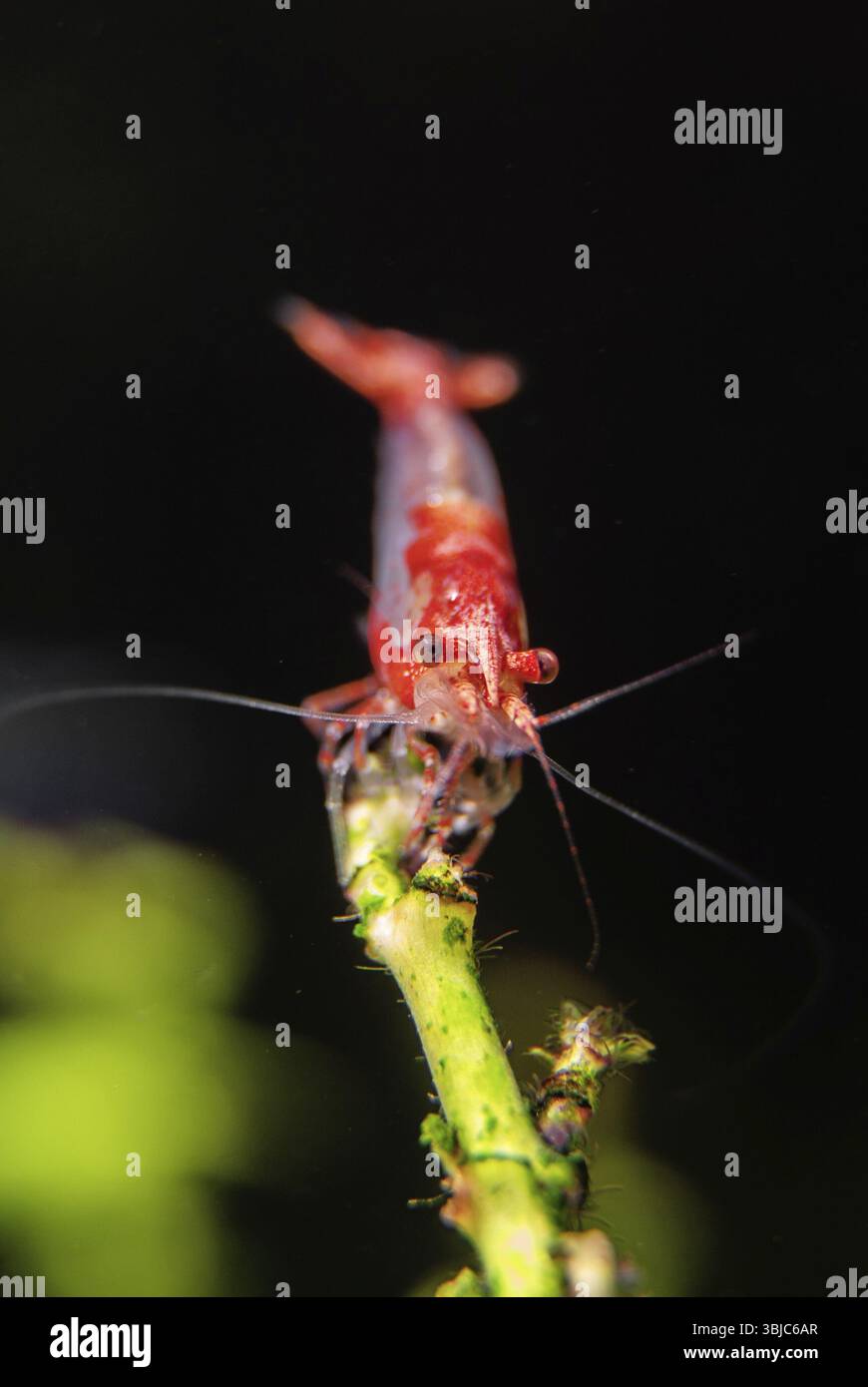 Crevettes en aquarium d'eau douce. Neocaridina davidi ou crevettes Rili Banque D'Images