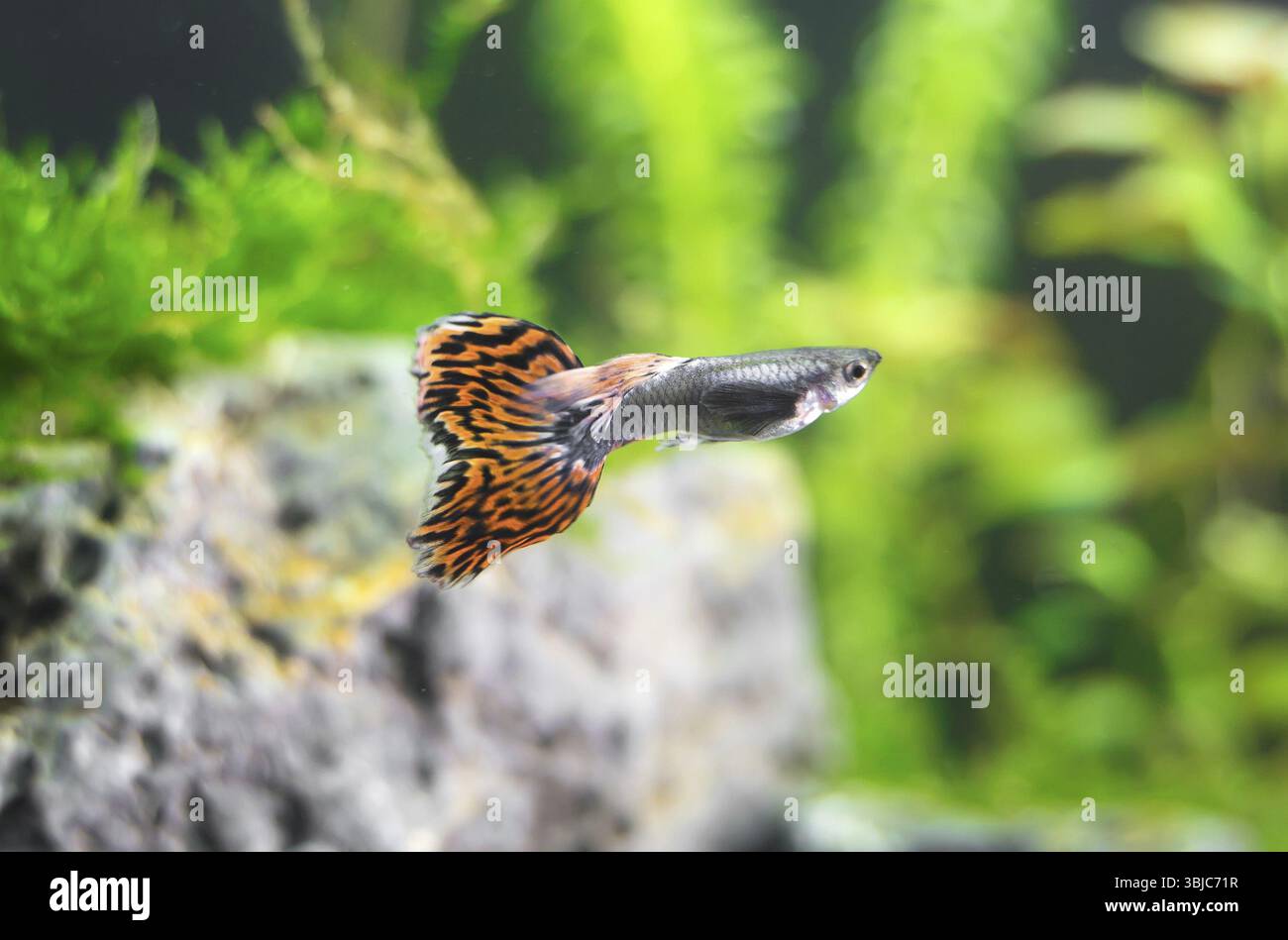 Guppys dans l'aquarium d'eau douce. Poecilia reticulata Banque D'Images