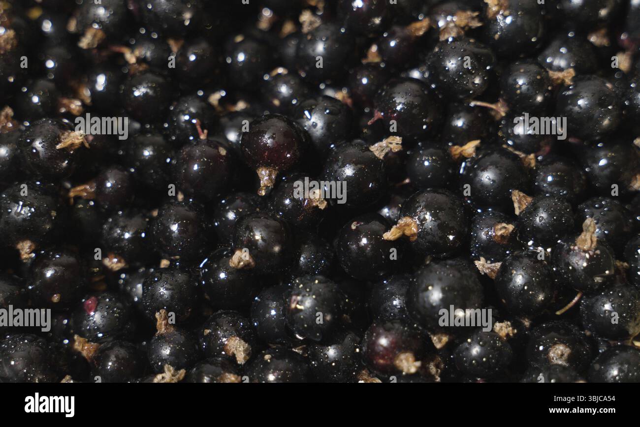 Pile de groseilles noires mûres avec des tiges Banque D'Images