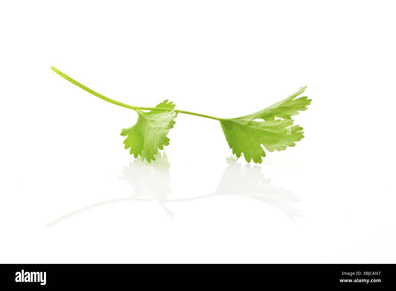 Feuille de coriandre organique fraîche isolée sur fond blanc. Concept d'herbe culinaire Banque D'Images