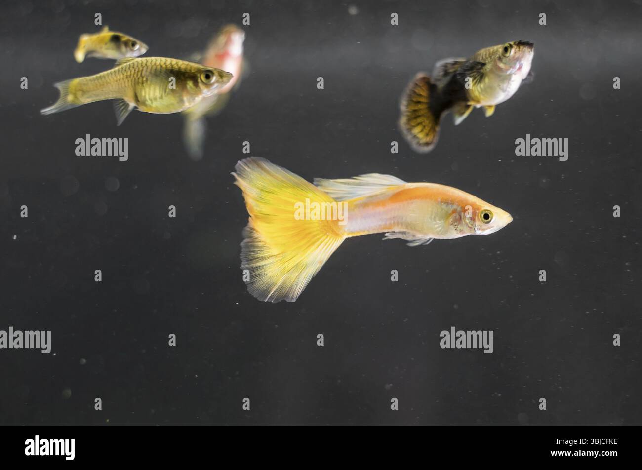 Guppys dans l'aquarium d'eau douce. Poecilia reticulata Banque D'Images