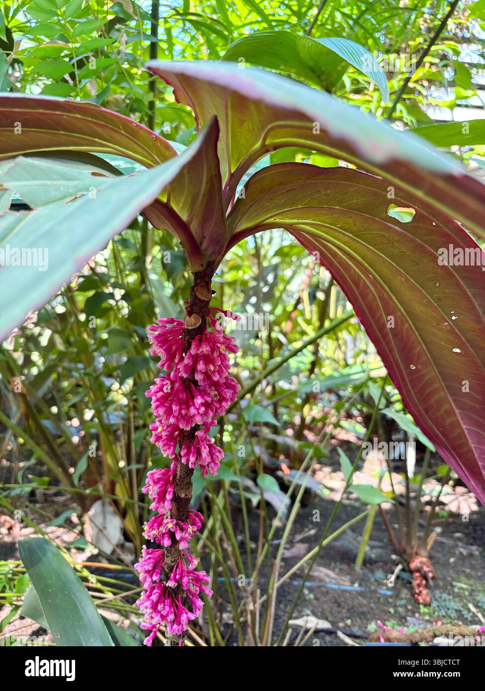 Floraison Medinilla maidenii, originaire de Nouvelle-Guinée, au Conservatoire des jardins botaniques Flecker, Cairns, Queensland, Australie - Image de stock capturée avec un smartphone