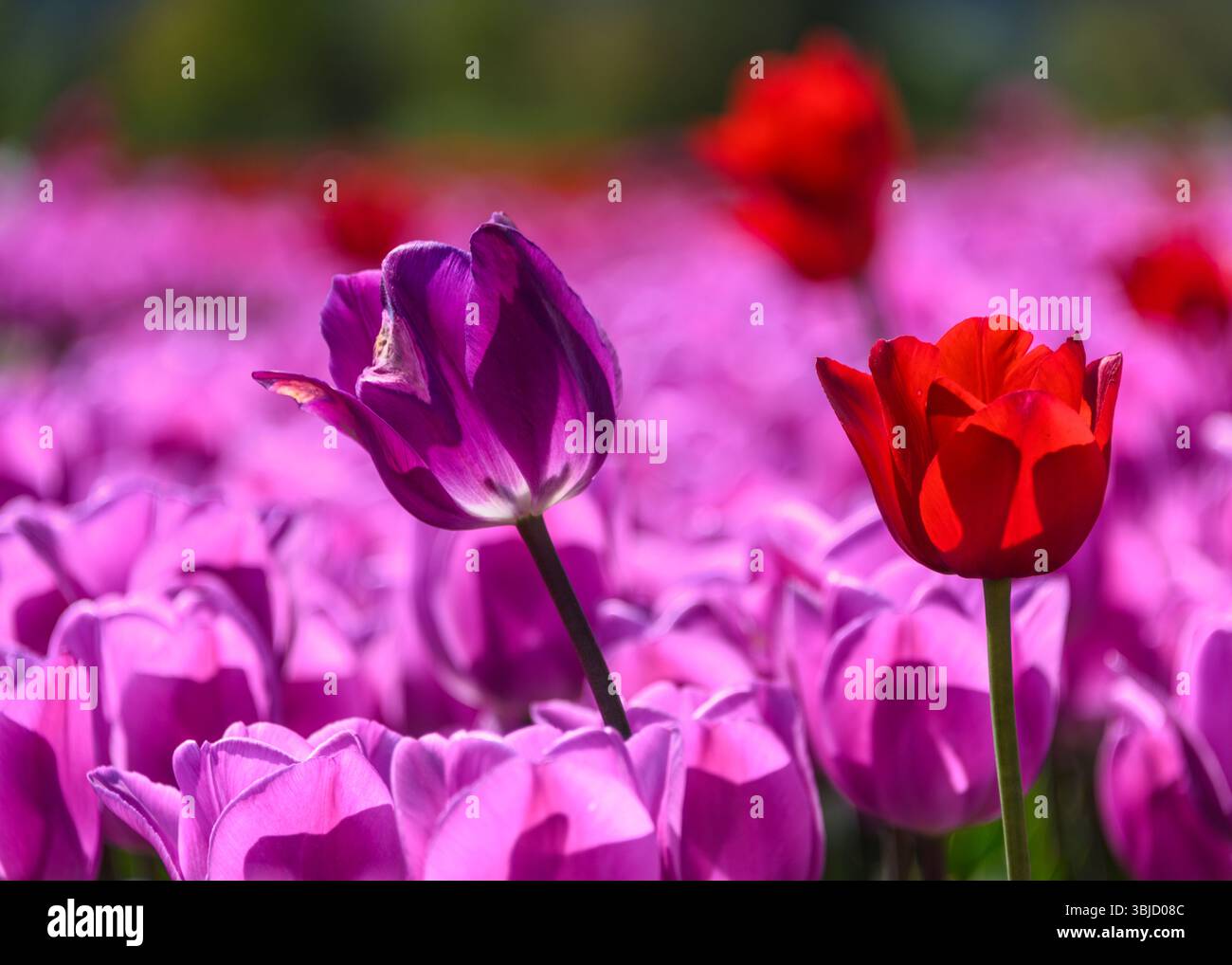 Une belle exposition printanière de tulipes présente des fleurs rouges et violettes florissantes dans un vaste champ extérieur. Les fleurs créent un landsca magnifique et vibrant Banque D'Images
