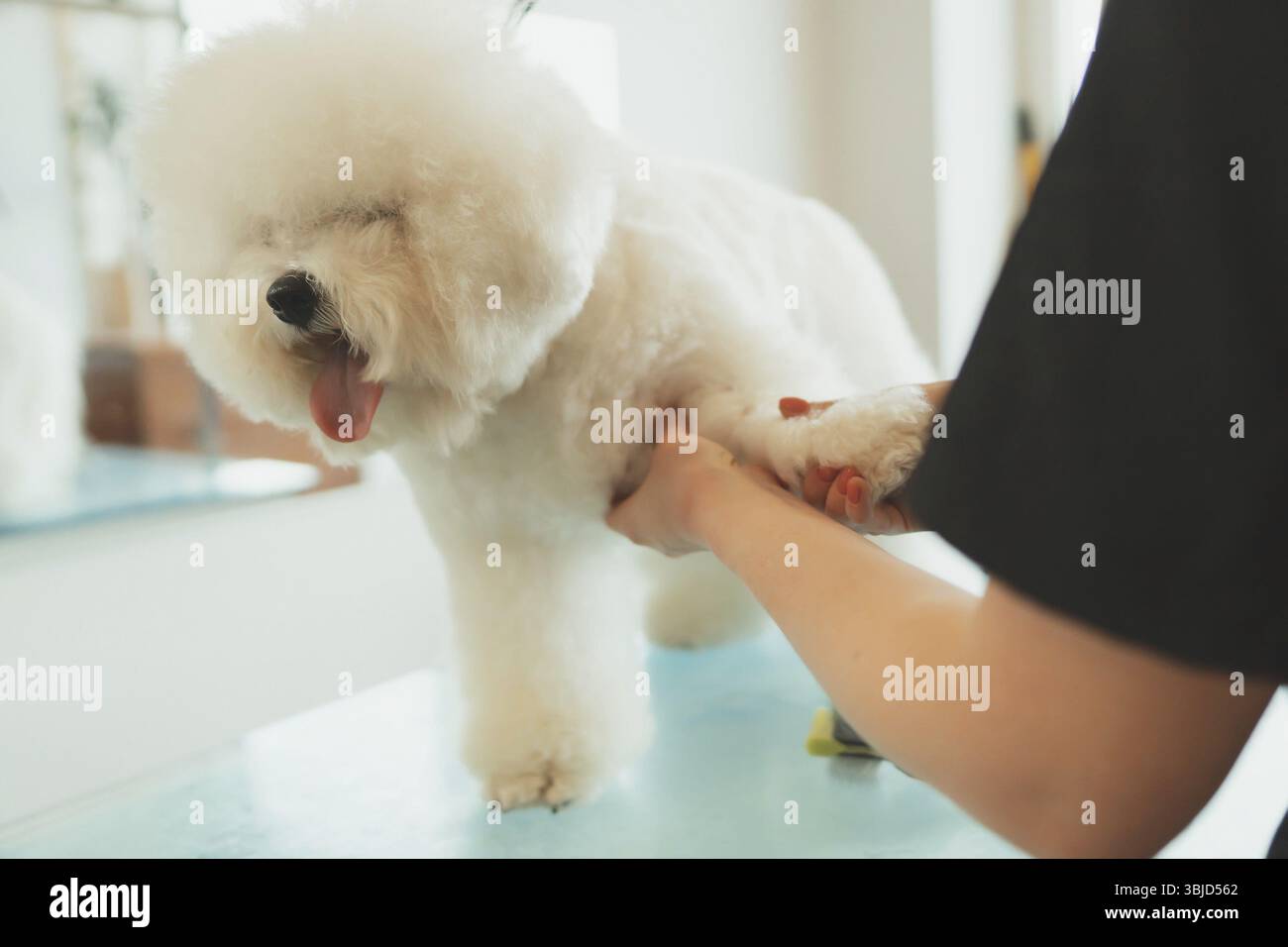 Bichon Frise dans le salon de toilettage. Peigner les poils de chien Banque D'Images