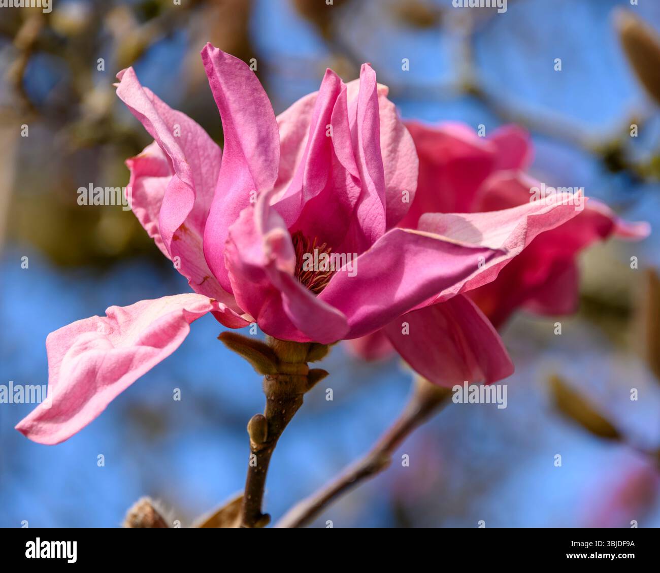 Les fleurs de magnolia rose éclatantes fleurissent sur les branches sous un ciel bleu vif, mettant en valeur la beauté du printemps dans un jardin serein. La nature prospère avec c Banque D'Images