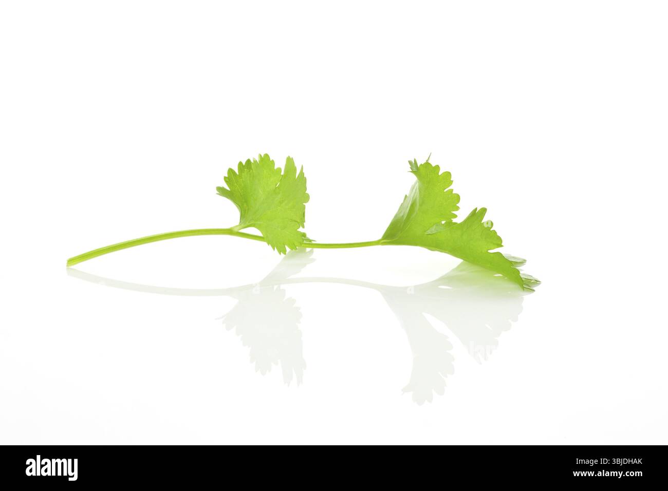 Branche de coriandre isolée sur fond blanc. Concept d'herbe culinaire Banque D'Images
