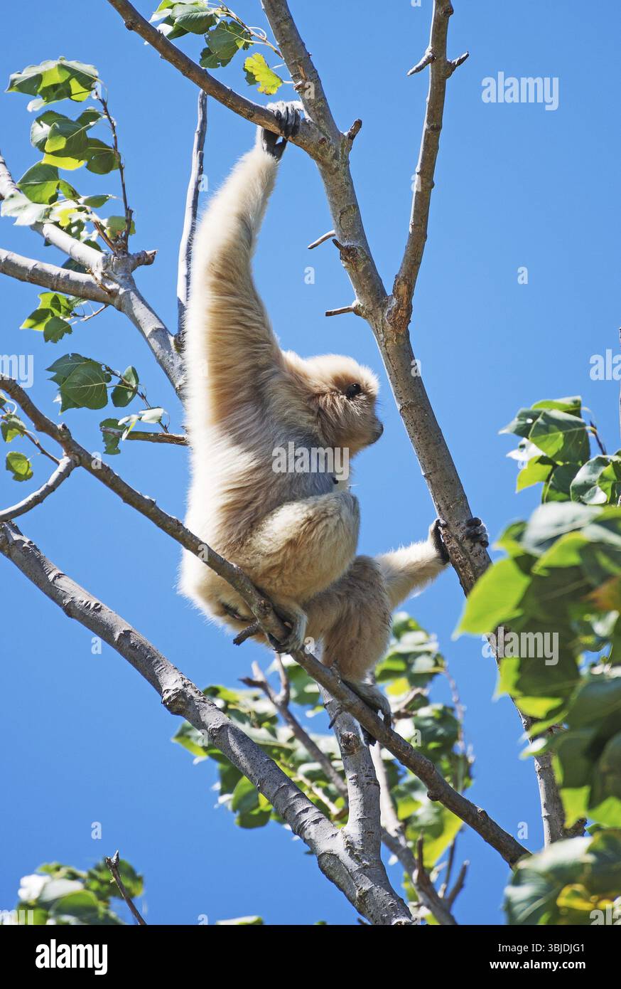 Gibbon LAR sur l'arbre. Hylobates lar Banque D'Images