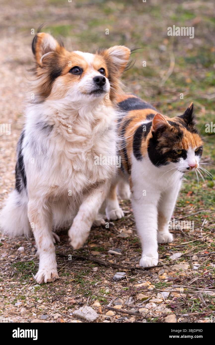 Chat et chien errants avec fourrure assortie – meilleurs amis improbables en extérieur Banque D'Images