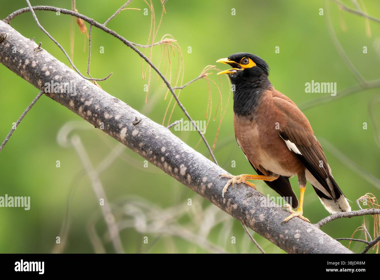 Myna commune - Acridotheres tristis, oiseau perché commun des jardins asiatiques et des bois, Vietnam. Banque D'Images
