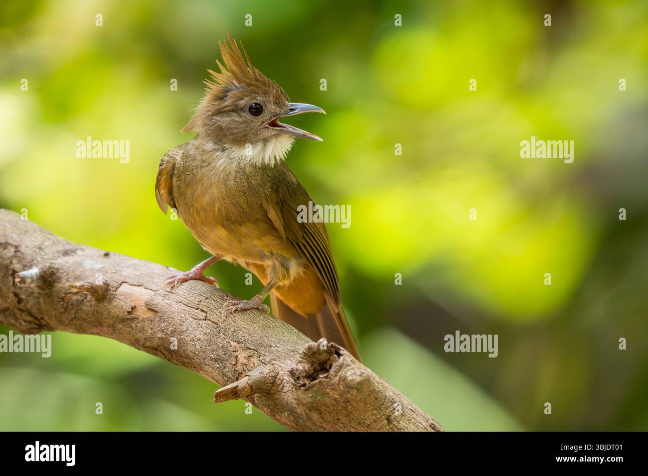 Ochrace Bulbul - Alophoixus ochraceus, bel oiseau perché originaire des forêts et des bois de l'Asie du Sud-est, Vietnam. Banque D'Images