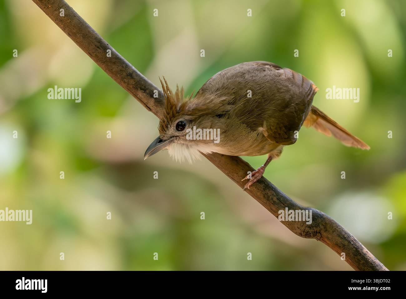 Ochrace Bulbul - Alophoixus ochraceus, bel oiseau perché originaire des forêts et des bois de l'Asie du Sud-est, Vietnam. Banque D'Images