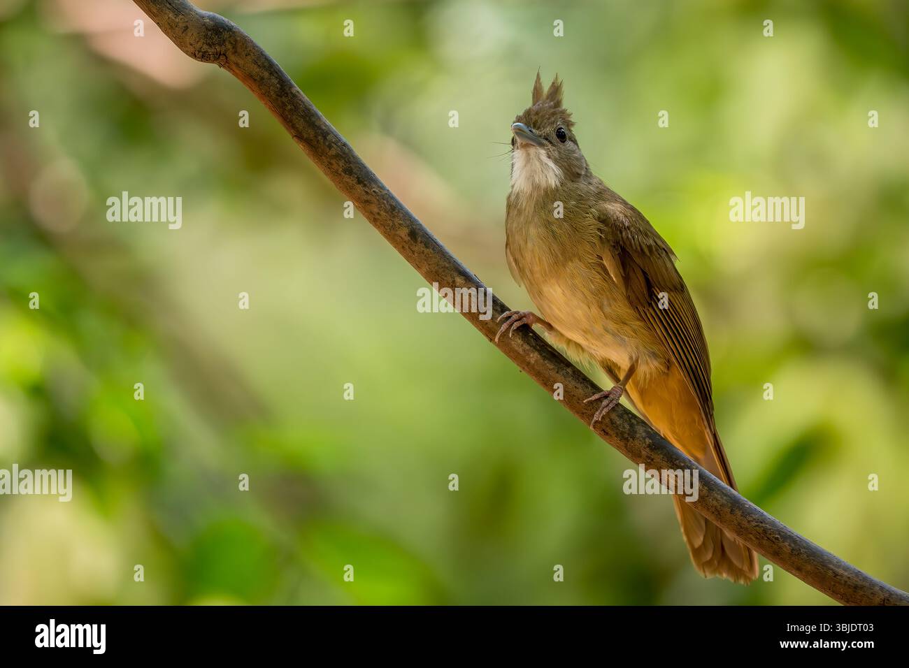Ochrace Bulbul - Alophoixus ochraceus, bel oiseau perché originaire des forêts et des bois de l'Asie du Sud-est, Vietnam. Banque D'Images