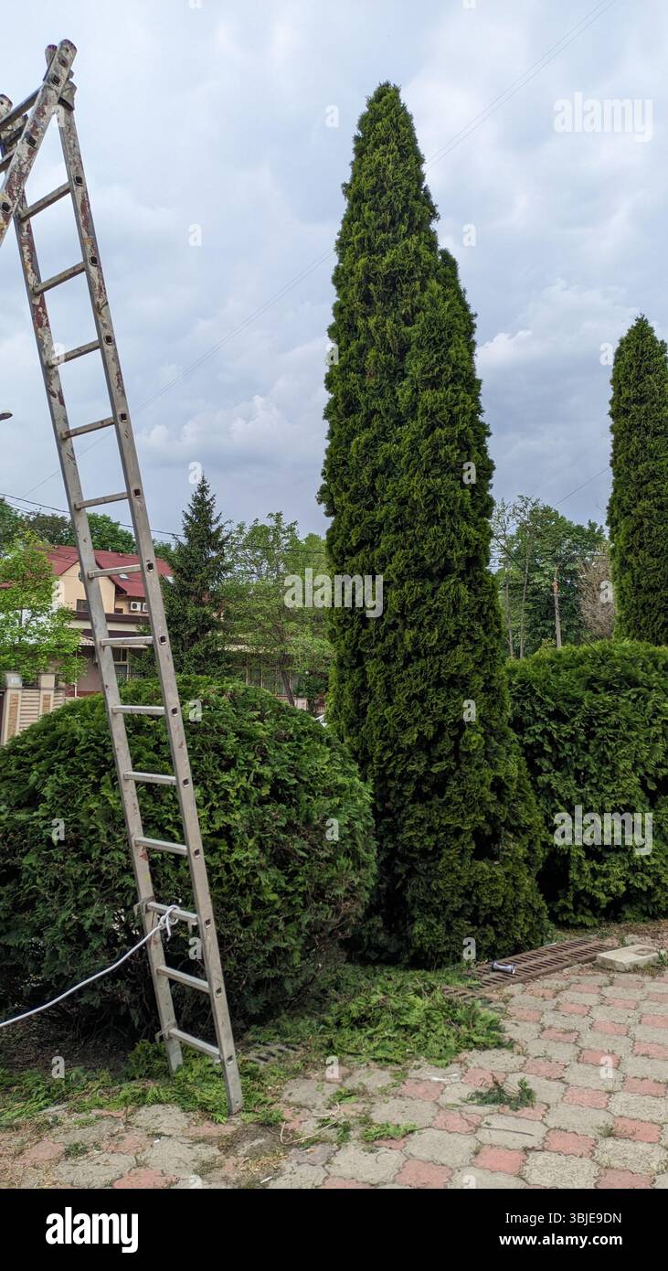 Dans un jardin magnifiquement entretenu, theres une échelle placée à côté de grands conifères et arbustes soigneusement taillés Banque D'Images