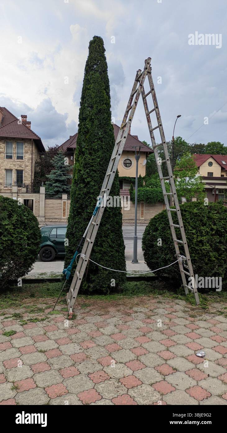 Un grand arbre conique le long d'une échelle penchée dans un quartier résidentiel, mettant en valeur un aménagement paysager unique. Banque D'Images