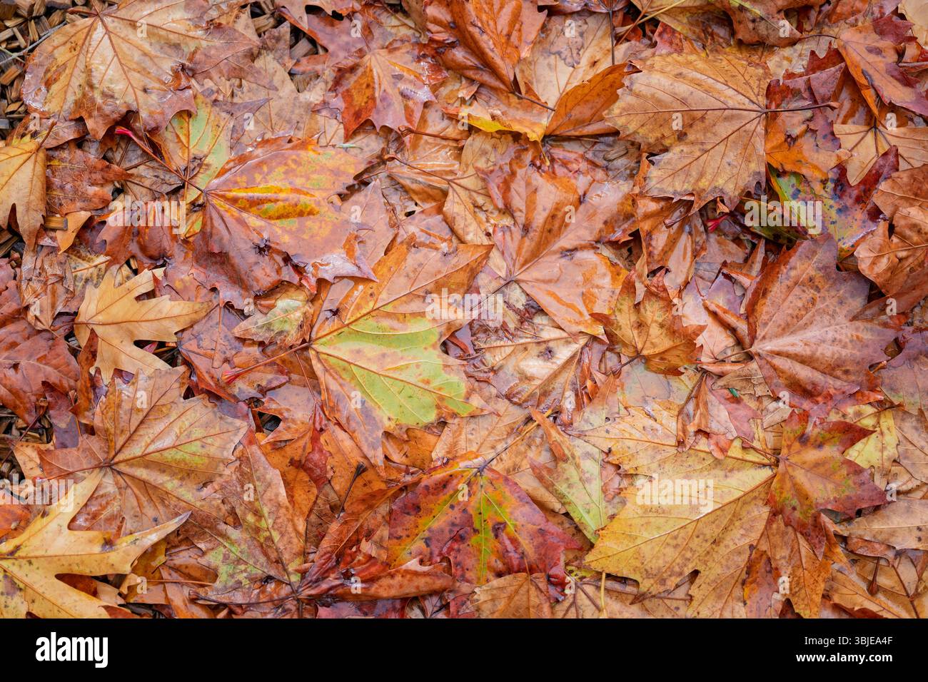 automne feuilles d'automne sous la pluie, toile de fond, changement de saison, chute de feuille d'érable Banque D'Images