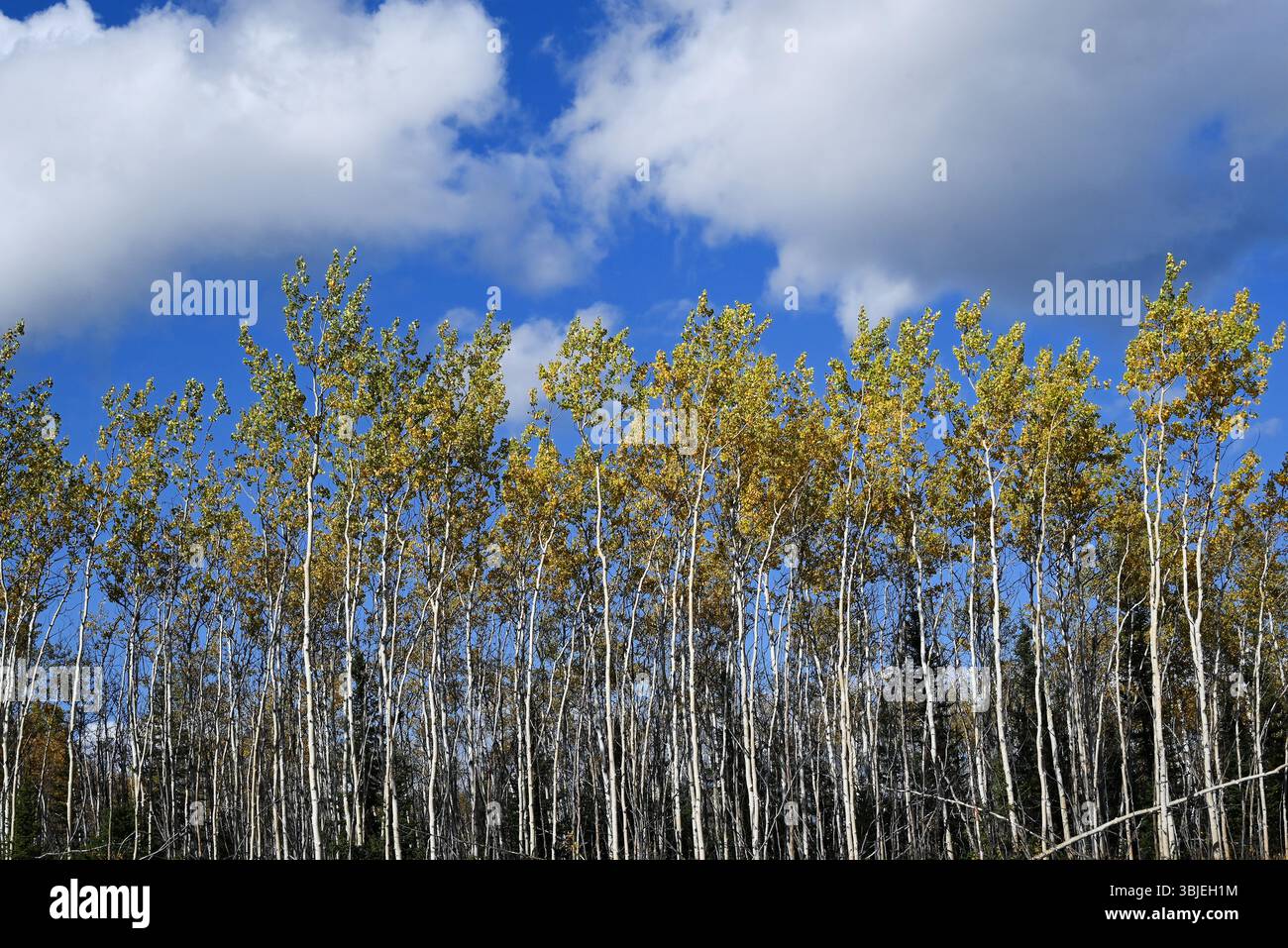 Au nord de la ville de Whitehorse au Yukon, au Canada, la forêt offre des couleurs splendides aux photographes. Banque D'Images