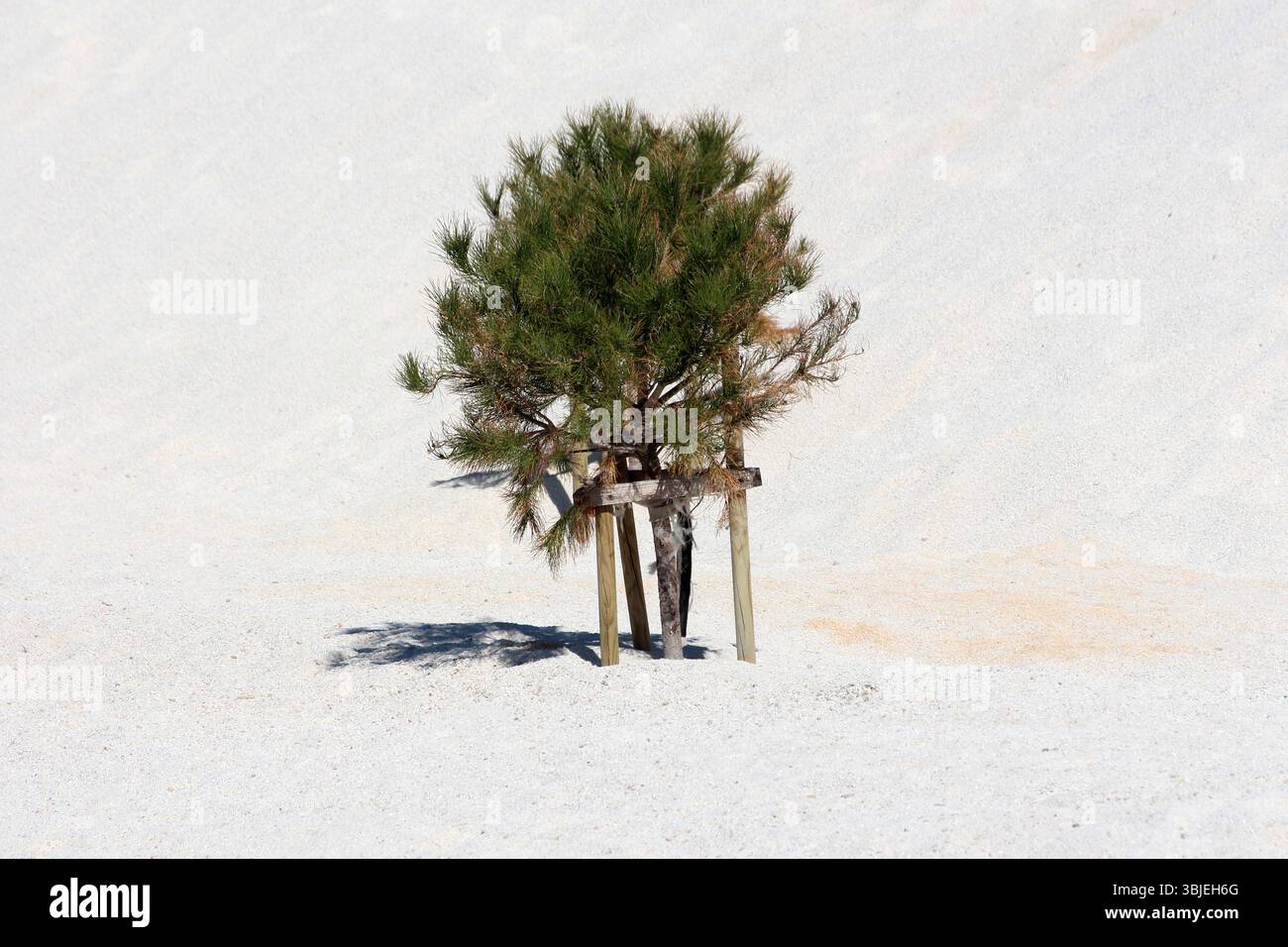 Le jeune pin Pinus nigra, également appelé pin autrichien et pin noir, se dresse soutenu par des piquets en bois dans un paysage de sable blanc, mettant en valeur de nouvelles Banque D'Images