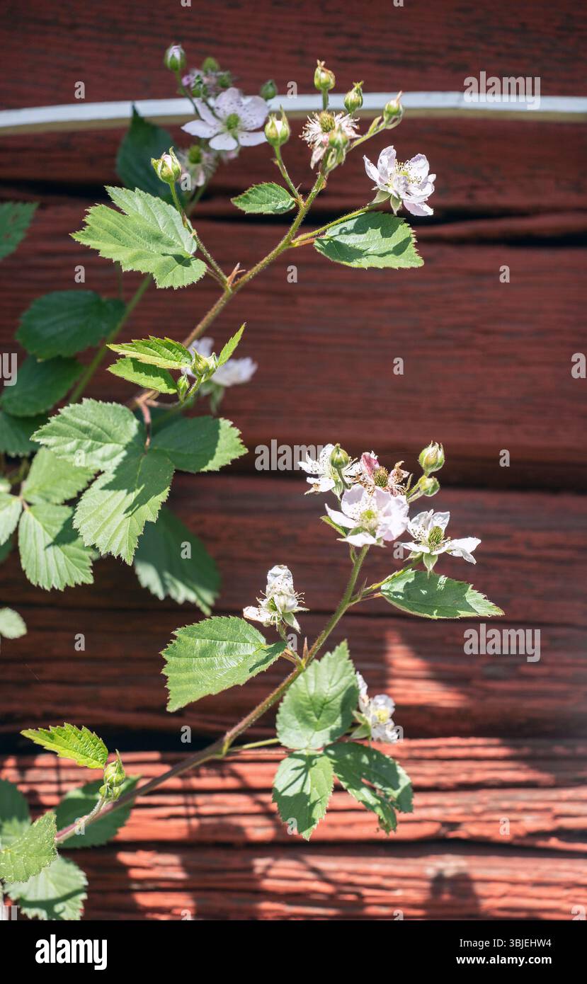 Un buisson de mûres fleuri grimpe sur un mur de bois rouge. Banque D'Images