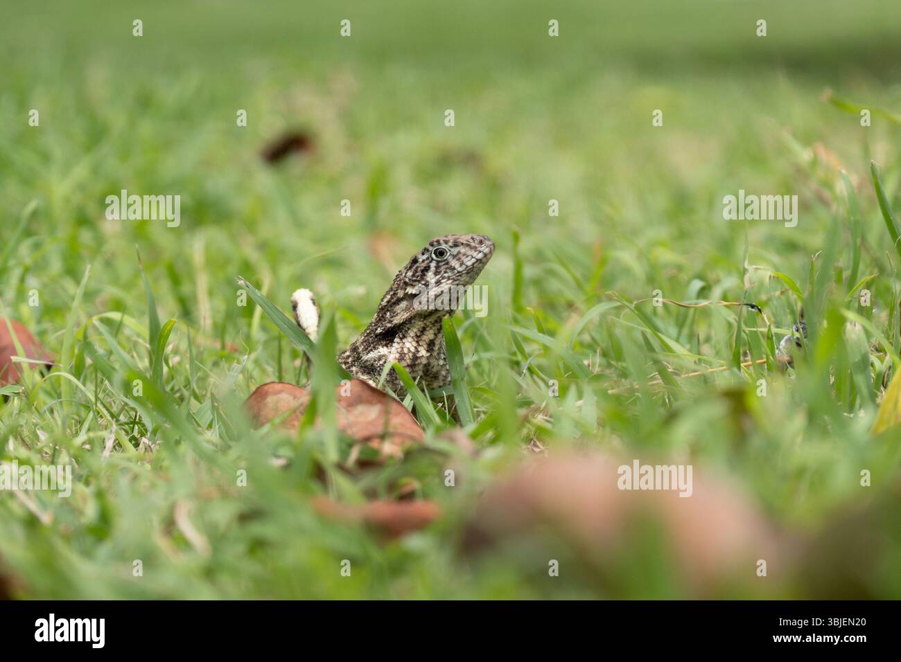 Lézard à queue frisée du Nord (leiocephalus carinatus) regardant de l'herbe à Cuba, Caraïbes Banque D'Images