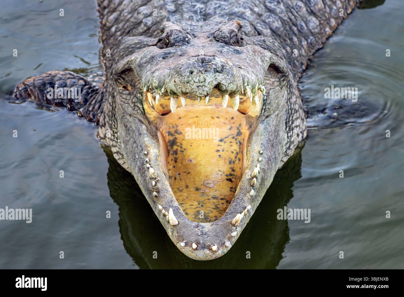 Crocodile à bouche ouverte dans l'eau Banque D'Images