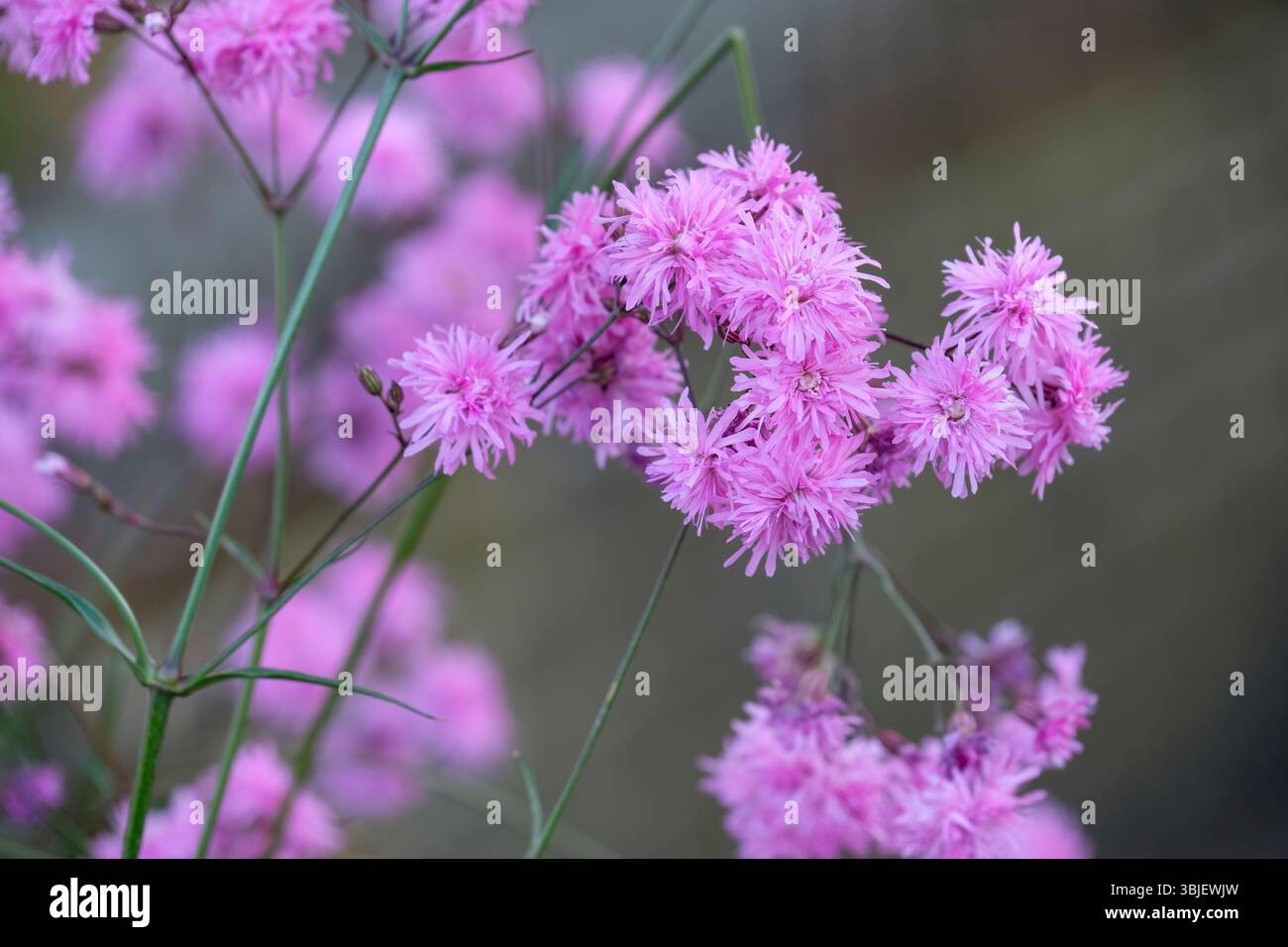 Silene flos-cuculi Jenny, Ragged robin Jenny, grappes de fleurs douces rose lavande, doubles avec des centres pâles Banque D'Images