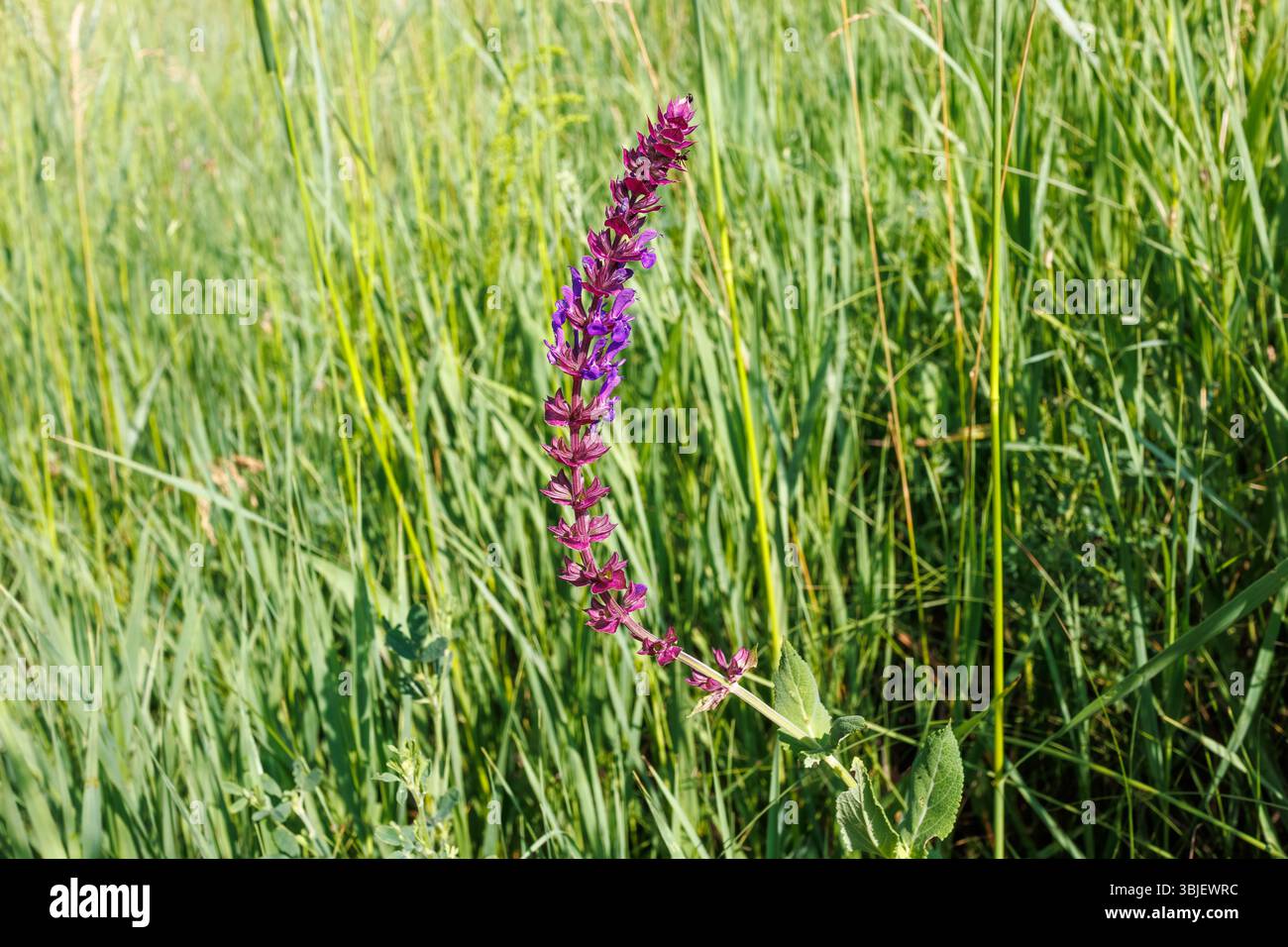 Une seule fleur de sauge de prairie violette (Salvia pratensis) se dresse au milieu d'herbes vertes denses, éclairées par la lumière chaude du soleil. Banque D'Images