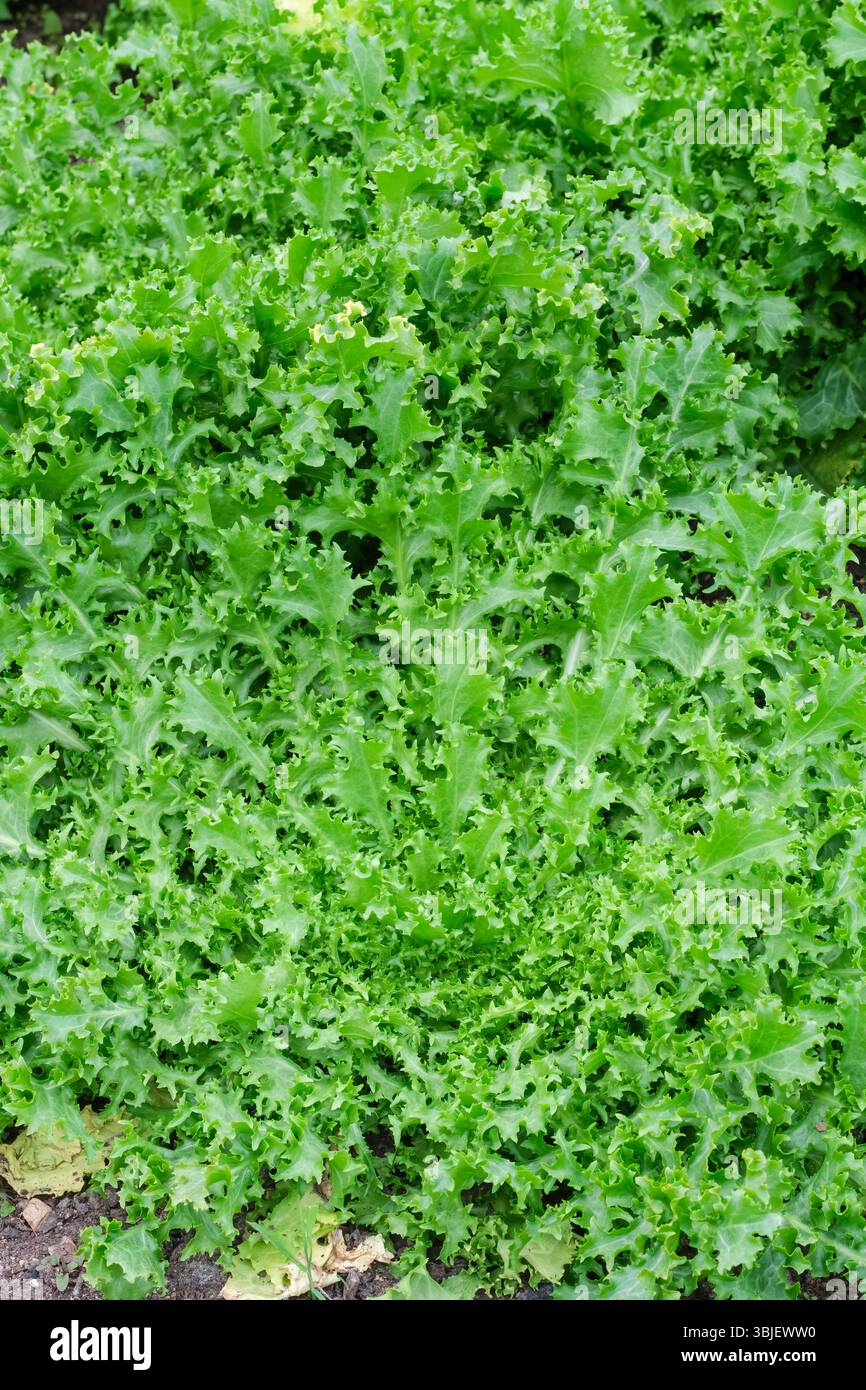 Cichorium endivia Pancalieri, endive Pancalieri, endive ornementale, feuilles extérieures frisées Banque D'Images