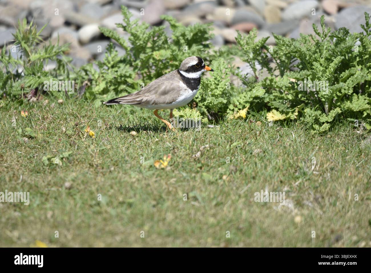 Pluvier commun annelé (Charadrius hiaticula) marchant de gauche à droite sur herbe courte contre un fond de roche côtière et de plantes, prise au Royaume-Uni en juin Banque D'Images