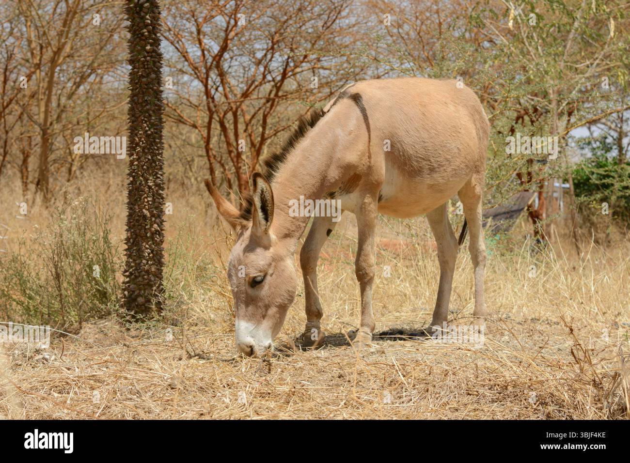 Une mule pèse sur l'herbe au Beersheba Project, une ferme agroécologique au Sénégal, en Afrique de l'Ouest Banque D'Images