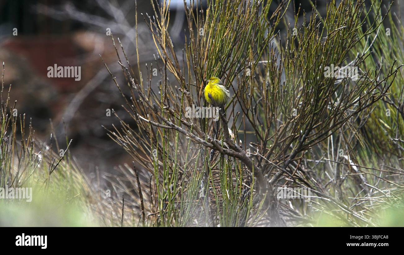 Bel oiseau jaune, assis sur une branche, dans les hauts venteux de Tenerifa Banque D'Images