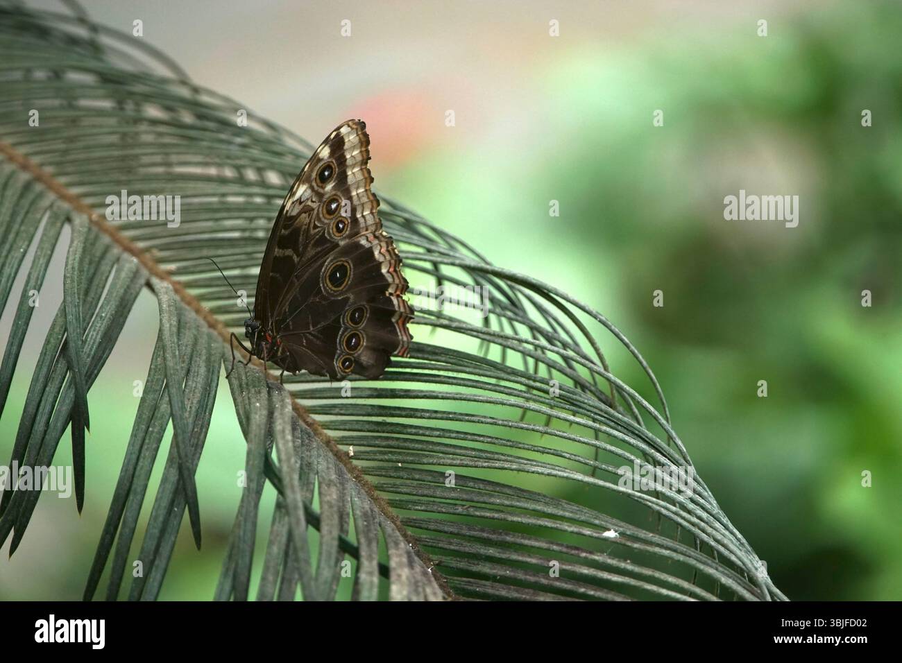 Papillon Morpho bleu (Morpho peleides) reposant sur une feuille de palmier tropicale, montrant une face inférieure à motifs bruns avec des yeux distinctifs, insecte de la forêt tropicale Banque D'Images