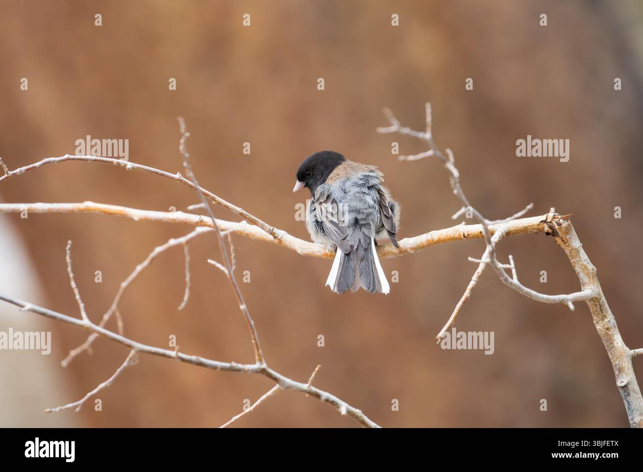 Homme adulte aux yeux sombres Junco. Junco hyemalis perché sur une brindille dans la forêt nationale d'Inyo California USA Banque D'Images