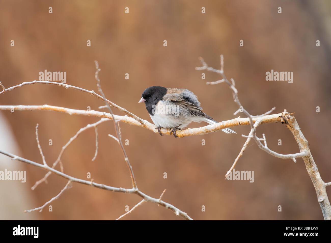 Homme adulte aux yeux sombres Junco. Junco hyemalis perché sur une brindille dans la forêt nationale d'Inyo California USA Banque D'Images